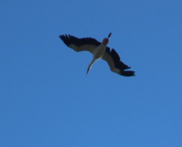  White Stork 